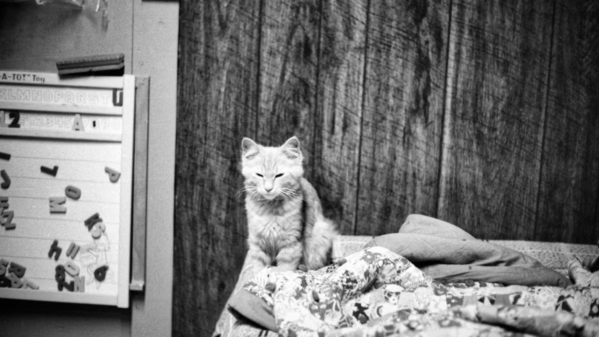 Black and white photo of a cat sitting on a bed with wooden panel backdrop.